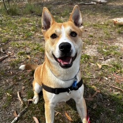 Bingo/American Staffordshire Terrier / Siberian Husky/Male/1 Year 7 Months,Hi there! My name is Bingo, and I’m a lovable Husky x Staffy mix with a heart full of adventure and a lot of love to give. I’m looking for a special person (or people) who can help me settle into my forever home. I’d love a family who’s home more often than not, as I’m still working on my alone-time skills and need someone patient who can help me build on that. I do much better when I have company, so I’d thrive in a home where I’m not left alone for too long. A secure fence is a must for me – I’m a curious guy, and I need to be kept safe in my yard so I don’t wander off on my adventures. I also really appreciate having indoor/outdoor access so I can choose where I want to hang out, whether it’s inside for a nap or outside soaking up the sunshine. I like other dogs! I do tend to get frustrated when meeting other dogs for the first time and will need help along the way with socialising. So if you already have a four-legged friend at home, please arrange to bring them so we can meet and make sure we can be friends. Also, no pocket pets or cats for me, please. I’m just too interested in chasing them, and I’d rather not cause any stress in the household. When it comes to kids, I think older children (12 and up) would be the best fit for me. I love a good play session, but I can get a little too excited and might accidentally knock over younger ones in the process. I do better with people who understand my need for space and know how to give me a little room when I’m feeling overwhelmed. If you’re looking for a fun, loyal companion who’s ready to share some good times with you, I’d love to meet you! Let’s see if we’re a good match! 