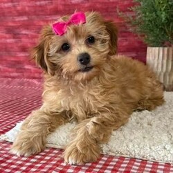 Adopt a dog:Nicole/Cavapoo/Female/13 weeks,Hi! I'm Nicole. I'm currently searching for a good, loving home. I hope to find a family that loves to play and loves to receive puppy kisses! I'm good at giving out plenty. Whether we are playing or cuddling together, I promise to be your most loving companion. I will arrive at my new home up to date on vaccinations and pre-spoiled. I can't wait to meet you. I have so much fun planned for us! See you soon!