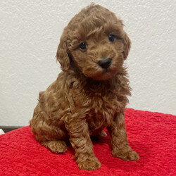 Adopt a dog:Jenny/Poodle/Female/7 weeks,Why roll the dice to see what you get when I'm the cutest puppy for your family to get? Throw me a ball or show me your lap, it won't take you long to figure out where I'm at! I may be young now, cute and cuddly at best, but wait until I get bigger and its lots of adventures with no rest! Take me home now and you will not regret it. The bond that we'll build, of love and affection, will make a lifelong partnership and an unforgettable connection!