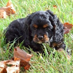 Adopt a dog:Gemma/Cocker Spaniel/Female/11 weeks,Hello! My name is Gemma! I'm really excited to meet my new fur-ever family. The nice people here have been telling me about how much fun I'll have when I get to my new home. I am an AKC Cocker Spaniel. I am ready to play all kinds of games, explore your home, and maybe just nap on the couch with you. I am ready to share my puppy kisses with you. I will come with a head-to-tail vet exam, up to date puppy vaccinations, my own microchip, and lots of puppy kisses to hand out. I have plenty to give out, trust me. I really hope you are my new family because I'm ready to meet you. Call about me today!