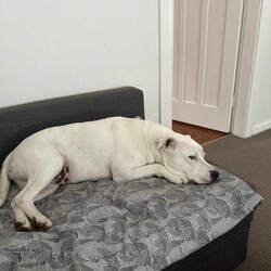 Snow/Staffordshire Bull Terrier/Female/5 Years 4 Months,Hi there, I'm Snow – Don't let my name fool you because I am sure to warm your heart!  