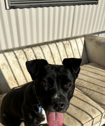 Boots/American Staffordshire Terrier/Female/2 Years 11 Months,Hi I’m Boots, and I’m soooo excited to meet my new family!  I am currently living with my awesome 