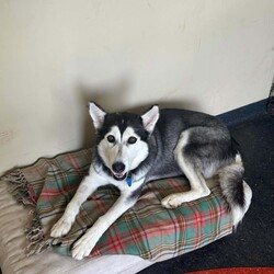 Shasta/Siberian Husky/Female/4 Years 1 Month,Hi there! I’m Shasta, a spirited Husky with a heart full of love and a passion. At first glance, you’ll notice my beautiful brown eyes that seem to sparkle with excitement. I’m looking for a forever home where I can be the best lady I can be. Being the unique breed that is a husky it will be best I have a family that has breed knowledge and is ready for the responsibility of the best breed around town! First and foremost, I'm a people dog. Your company and companionship is what I enjoy most! I can be a little shy at first so it will be best that if there are children in the home that are a bit older and understand giving me the space I need to get comfy. Being a people dog, I will also need a family that is ready for me to be apart of their lifestyle and is home more often than not. I've also made some doggie friends during my stay at the RSPCA. I would enjoy walks with nice doggies and perhaps making some doggy friends too for playdates. However, I'd like to be your only dog at home as I enjoy my personal space and having my belongings to myself! If you think we’d be a great match, I can’t wait to meet you! I am currently living my best live at one of RSPCAs training centres so please fill out an expression of interest by clicking  Recommendations:
