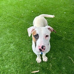 Echo/American Staffordshire Terrier/Male/10 Months,Hey there, my name is Echo! I'm a young, energetic male American Staffordshire Terrier. I'm full of life and always ready for an adventure. I think we could make a pretty great team. I'm a social butterfly, and I've never met a dog I didn't like. I'm all about making friends and I'd love to meet yours. I'm a work in progress and will require adopters who are willing to put in the work with my socialisation and training using treats as a reward – I love treats and I love to learn! Speaking of learning, I'm still a puppy at heart and I'm eager to discover all there is to know about life. I'd love a family that can help me learn new tricks and manners. I'm a quick study, and I promise to make you proud. I'm best suited for a home with kids aged 12 and up, as I can be a bit bouncy and I get worried about being patted because I'm still learning that pats are not a bad thing. If you have the time and the heart for a growing pup with a growing mind please come down to the shelter to meet me. Love, Spud xx Home requirements: -Ongoing training -Indoor/outdoor access -Must meet all dogs -No children under 12