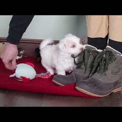 Joey/Havanese									Puppy/Male																/8 Weeks,Meet Joey, the energetic little AKC Havanese who’s full of life and brimming with the sweetest personality! Full of courage and curiosity, he’s always ready for an adventur whether it’s exploring his surroundings, playing fetch, or chasing after his favorite toys. Joey’s playful and lively nature is perfectly balanced by his loyal streak, making him as spunky as he is affectionate. He’s sure to bond deeply with his new family, showering them with love and cuddles, and he’ll be happiest when he’s by their side.