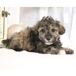 Adopt a dog:Wren/Poodle/Female/7 weeks,Why roll the dice to see what you get when I'm the cutest puppy for your family to get? Throw me a ball or show me your lap, it won't take you long to figure out where I'm at! I may be young now, cute and cuddly at best, but wait until I get bigger and its lots of adventures with no rest! Take me home now and you will not regret it. The bond that we'll build, of love and affection, will make a lifelong partnership and an unforgettable connection!