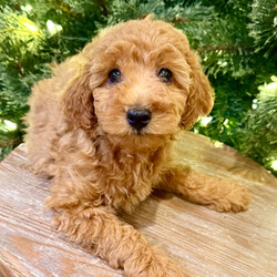 Adopt a dog:Hank/Poodle/Male/11 weeks,I have a lot of adventures planned for you and me. Are you the lucky one for me? I sure hope so! My name is Hank and I’m a cutie. I love to share, and I’m good at it, too. If you like, you can cuddle with me in my doggy bed on those cold nights. I’ll make plenty of room for the you. You can take me for long walks, as I’m always on my best behavior. I’ll be center of attention with my shiny coat and brilliant personality. When I arrive to my new home, I will be up to date on my puppy vaccinations and vet checked from head to tail. Don’t miss out on me!