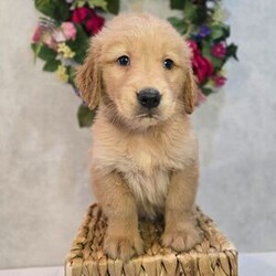 Adopt a dog:Tango/Golden Retriever/Male/7 weeks,Hi, my name is Tango. I am so excited I love to be around people, and you will enjoy being with me! I’m looking forward to meeting my new forever family. Could that be with you? I sure hope so. I am a gorgeous puppy with a personality to match. I am also up to date on my vaccinations and vet checked from head to tail, so when you see me, I will be as healthy as can be. What are you waiting for? I know I will be the best friend you have dreamed of.