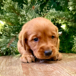 Adopt a dog:Eve/Golden Retriever/Female/6 weeks,I have a lot of adventures planned for you and me. Are you the lucky one for me? I sure hope so! My name is Eve and I’m a cutie. I love to share, and I’m good at it, too. If you like, you can cuddle with me in my doggy bed on those cold nights. I’ll make plenty of room for the you. You can take me for long walks, as I’m always on my best behavior. I’ll be center of attention with my shiny coat and brilliant personality. When I arrive to my new home, I will be up to date on my puppy vaccinations and vet checked from head to tail. Don’t miss out on me!