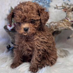 Adopt a dog:Mickey/Poodle/Male/8 weeks,Hey! My name is Mickey and I'm ready for you to pick me up, so that I can brighten up our home! I'm full of life and fun. I can be the best movie, walking, and cuddle buddy that you will ever come across! Both of my parents are exceptional examples of our breed. I will arrive to you healthy and with my vaccinations up to date, before wiping my paws on our welcome mat. Ready for a lifelong best friend? Well, I'm ready for my forever family!