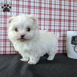 Tiny Snowball/Maltese									Puppy/Male																/9 Weeks,Meet Snowball a tiny  fluffy Maltese! Just in time for Christmas Snowball is a  playful little pup and well socialized! He is micro chipped up to date on he’s shots and dewormer and will be vet checked before going to he’s new home! Call Katie today to find out more about this sweetheart! 