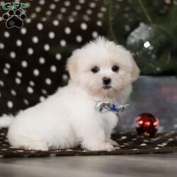 Carson/Lhasa Apso									Puppy/Male																/11 Weeks,Say hello to Carson! He is the most adorable ACA Lhasa Apso pup with a heart as big as his fluffy coat! This little bundle of joy is ready to bring love, laughter, and endless cuddles to your home. With his bright, expressive eyes and charming personality, Carson is guaranteed to win your heart in no time. Lhasas are known for their loyalty and intelligence, making them the perfect companions for families or individuals alike. Carson absolutely loves being pampered and will happily follow you wherever you go, always ready for snuggles or a fun game. Spend a little time with Carson, and you’ll find a best friend for life!