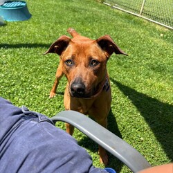 Remi/Rhodesian Ridgeback / Staffordshire Bull Terrier/Female/3 Years 1 Month,Hey there, I’m Remi! I’m a 2-year-old Ridgeback mix, and while I might seem a little shy at first, once I trust you, I’m all about the snuggles and good vibes. I’ve got some pretty eyes, if I do say so myself, and a gentle soul that just wants to find the right person to share it with. I’m looking for a calm, quiet home with no other pets—just me and you, please. I’m not a fan of chaos or competition for attention. No kids under 12 either; they can be a bit much for me. I like my space, but once I’m comfortable, I’ll be loyal to you like nobody else. What do I need from you? Patience, understanding, and a cozy couch to curl up on (and maybe a treat or two). And a secure backyard is a must! I like to run around when I’m feeling good, but I’m not trying to be the Houdini of the dog world. A nice, fenced-in yard will do just fine. My soul is a precious one, and I’m looking for a forever human who will cherish me for who I am: a little bit nervous, a little bit sassy, and all-around lovable. If you're looking for a loyal, sweet companion who’ll make your heart melt, then I just might be the girl for you. If you are interested in giving this wonderful pet a home, please CLICK HERE to visit our website and complete an expression of interest. 