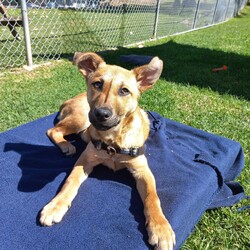 Wyatt/Australian Kelpie/Male/8 Months,Meet Wyatt, an energetic and affectionate 8-month-old male Kelpie who's ready to find his forever home! Wyatt is a social pup who thrives on human companionship and is always ready for a cuddle, an adventure or a good play session.  Personality & Traits: Ideal Home: Wyatt would do best in a home where he can get plenty of attention, playtime, and sunbathing opportunities. His friendly nature makes him a great fit for families, singles, or active individuals who can provide him with both love and exercise. Wyatt can sometimes find unexpected noises and movement overwhelming, so a home with older children and no other animals would be ideal! As an active Kelpie, Wyatt has lots of energy and will need daily exercise to stay happy and healthy, along with daily decompression opportunities, including chews, and plenty of rest. Wyatt is still a young pup, who has spent most of his life in shelter, so a family that is happy to take things nice and slow and continue building his confidence in the world and is exactly what Wyatt needs! If you think Wyatt could be the perfect addition to your family, please fill out an application online at   call 0477 064 192 and the team at BARC will be in touch to arrange a meet and greet. Love, Wyatt x Requirements: