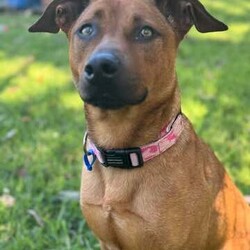 Remi/Rhodesian Ridgeback / Staffordshire Bull Terrier/Female/3 Years 1 Month,Hey there, I’m Remi! I’m a 2-year-old Ridgeback mix, and while I might seem a little shy at first, once I trust you, I’m all about the snuggles and good vibes. I’ve got some pretty eyes, if I do say so myself, and a gentle soul that just wants to find the right person to share it with. I’m looking for a calm, quiet home with no other pets—just me and you, please. I’m not a fan of chaos or competition for attention. No kids under 12 either; they can be a bit much for me. I like my space, but once I’m comfortable, I’ll be loyal to you like nobody else. What do I need from you? Patience, understanding, and a cozy couch to curl up on (and maybe a treat or two). And a secure backyard is a must! I like to run around when I’m feeling good, but I’m not trying to be the Houdini of the dog world. A nice, fenced-in yard will do just fine. My soul is a precious one, and I’m looking for a forever human who will cherish me for who I am: a little bit nervous, a little bit sassy, and all-around lovable. If you're looking for a loyal, sweet companion who’ll make your heart melt, then I just might be the girl for you. If you are interested in giving this wonderful pet a home, please CLICK HERE to visit our website and complete an expression of interest. 