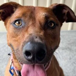 Remi/Rhodesian Ridgeback / Staffordshire Bull Terrier/Female/3 Years 1 Month,Hey there, I’m Remi! I’m a 2-year-old Ridgeback mix, and while I might seem a little shy at first, once I trust you, I’m all about the snuggles and good vibes. I’ve got some pretty eyes, if I do say so myself, and a gentle soul that just wants to find the right person to share it with. I’m looking for a calm, quiet home with no other pets—just me and you, please. I’m not a fan of chaos or competition for attention. No kids under 12 either; they can be a bit much for me. I like my space, but once I’m comfortable, I’ll be loyal to you like nobody else. What do I need from you? Patience, understanding, and a cozy couch to curl up on (and maybe a treat or two). And a secure backyard is a must! I like to run around when I’m feeling good, but I’m not trying to be the Houdini of the dog world. A nice, fenced-in yard will do just fine. My soul is a precious one, and I’m looking for a forever human who will cherish me for who I am: a little bit nervous, a little bit sassy, and all-around lovable. If you're looking for a loyal, sweet companion who’ll make your heart melt, then I just might be the girl for you. If you are interested in giving this wonderful pet a home, please CLICK HERE to visit our website and complete an expression of interest. 