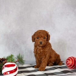 Charity/Mini Labradoodle									Puppy/Female														/October 28th, 2024,Looking for the perfect Christmas gift? Look no more! Charity would be the perfect present for anyone and these sweet little ones will be ready for their fur-ever home just a couple days before Christmas! 