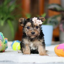 Bailey/Morkie / Yorktese									Puppy/Female														/6 Weeks,Meet Bailey! If you are looking for a puppy with lots of love and playful energy, you are you definitely at the right place. This baby will love being by your side all day. The Morkie is a delightful small breed that is a cross between a Maltese and a Yorkshire Terrier. They tend to adapt well to different activity levels and are content with indoor playtime as long as they receive sufficient attention and stimulation. You will fall in love with this sweet baby the minute you see her!