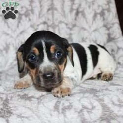 Dean/Jack Russell Mix									Puppy/Male																/8 Weeks,Take a look at this colorful Jack Russell Mix puppy who is playful and frisky! This spunky pup will brighten your holiday season with puppy kisses, tail wiggles, and cheer! The mother PeeWee is a Jack Russell and her puppies look very similar to her! Each puppy is vet checked and up to date on shots and dewormer. We are seeking loving homes for each puppy! Please call to learn more about these little cutie pies! 