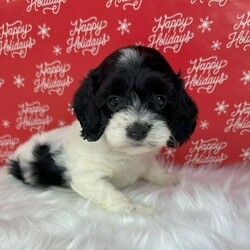 Adopt a dog:Avenly/Cockapoo/Female/9 weeks,Meet Avenly! She is a beautiful puppy and has the sweetest personality. She always has lots of energy and loves hanging out with other dogs. When arriving to her new home, Avenly will arrive up to date on vaccinations, vet checked, and pre-spoiled. Imagine waking up to loving puppy kisses every morning! Hurry, this cutie has her bags packed and is ready to venture off to her new home!