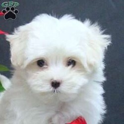 Snowflake/Maltese									Puppy/Female														/9 Weeks,Meet Snowflake! This adorable Maltese puppy is vet checked & up to date on shots & wormer. She is registered with the ACA, plus comes with a health guarantee provided by the breeder! Snowflake is well socialized & currently being family raised with children! If you would like more information on this wiggly pup, please contact Jay Paul Shirk today!