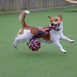 Alfie/Terrier (Jack Russell)/Male/2 - 5 years,Alfie is a dapper little 2 year old Jack Russell with lots of energy who would be a great sidekick for outdoor adventures! Alfie needs to have direct access to a secure garden where he can work on his training, with minimum 5ft fencing. A hands-off and patient home is needed for Alfie as he can get overwhelmed easily, and takes his time getting to know you. A quiet home would be best with no children under the age of 16 or other pets, to ensure that he has the right setup for him to thrive in his new home. He can be unsure in unfamiliar situations including around other dogs and at the vets. Alfie has made a lot of progress with the training team whilst in our care and would like to continue this in his new home.