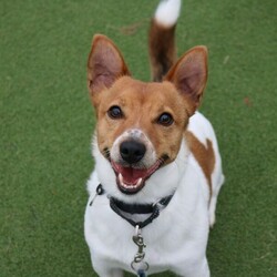 Alfie/Terrier (Jack Russell)/Male/2 - 5 years,Alfie is a dapper little 2 year old Jack Russell with lots of energy who would be a great sidekick for outdoor adventures! Alfie needs to have direct access to a secure garden where he can work on his training, with minimum 5ft fencing. A hands-off and patient home is needed for Alfie as he can get overwhelmed easily, and takes his time getting to know you. A quiet home would be best with no children under the age of 16 or other pets, to ensure that he has the right setup for him to thrive in his new home. He can be unsure in unfamiliar situations including around other dogs and at the vets. Alfie has made a lot of progress with the training team whilst in our care and would like to continue this in his new home.