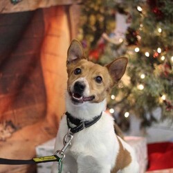 Alfie/Terrier (Jack Russell)/Male/2 - 5 years,Alfie is a dapper little 2 year old Jack Russell with lots of energy who would be a great sidekick for outdoor adventures! Alfie needs to have direct access to a secure garden where he can work on his training, with minimum 5ft fencing. A hands-off and patient home is needed for Alfie as he can get overwhelmed easily, and takes his time getting to know you. A quiet home would be best with no children under the age of 16 or other pets, to ensure that he has the right setup for him to thrive in his new home. He can be unsure in unfamiliar situations including around other dogs and at the vets. Alfie has made a lot of progress with the training team whilst in our care and would like to continue this in his new home.