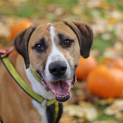 Timmy/Bulldog Cross/Male/5 - 7 years,Timmy is a sensitive boy who has a lot of love to give. He is a 7 year old Greyhound x Bulldog who has a big heart! Timmy is a playful guy who loves goofing around and playing with toys - his favourite game is tug of war but he is also a fan of just rolling around! He will need to be kept on lead whilst out and about due to his high prey drive. For this reason, he would love to have direct access from the home to a secure garden, with a 6ft fence, to run around freely in. He is also trained to wear a muzzle whilst out on his walks just as an added precaution to keep him safe. Timmy has been previously worried around young children so it is important for any children, including visitors, to be over 16 years old in his new home.