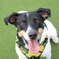 Jasper/Terrier (Jack Russell)/Male/5 - 7 years,Sweet boy Jasper is a very intelligent boy who loves his toys and learning new tricks! He is looking for a home with an experienced family who have had rescue dogs or similar breeds before. Jasper requires his own direct access, secure garden with a 5ft fence as he will need to be kept on lead whilst he is in public, and wearing a muzzle when he is in stressful situations, such as really busy places. Jasper is happy to walk with dog friends but would prefer to be the only pet in the home as he is quite indifferent with other dogs. Jasper is looking for a family who will always be at home with him, especially whilst he is settling in. We think he'd be able to be left for 2-3 hours once he has settled in, as long as this is built up gradually. He can also live with children aged 16 years and over.