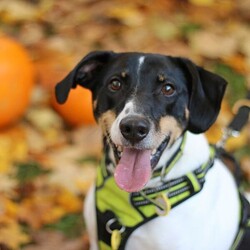 Jasper/Terrier (Jack Russell)/Male/5 - 7 years,Sweet boy Jasper is a very intelligent boy who loves his toys and learning new tricks! He is looking for a home with an experienced family who have had rescue dogs or similar breeds before. Jasper requires his own direct access, secure garden with a 5ft fence as he will need to be kept on lead whilst he is in public, and wearing a muzzle when he is in stressful situations, such as really busy places. Jasper is happy to walk with dog friends but would prefer to be the only pet in the home as he is quite indifferent with other dogs. Jasper is looking for a family who will always be at home with him, especially whilst he is settling in. We think he'd be able to be left for 2-3 hours once he has settled in, as long as this is built up gradually. He can also live with children aged 16 years and over.