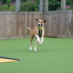 Timmy/Bulldog Cross/Male/5 - 7 years,Timmy is a sensitive boy who has a lot of love to give. He is a 7 year old Greyhound x Bulldog who has a big heart! Timmy is a playful guy who loves goofing around and playing with toys - his favourite game is tug of war but he is also a fan of just rolling around! He will need to be kept on lead whilst out and about due to his high prey drive. For this reason, he would love to have direct access from the home to a secure garden, with a 6ft fence, to run around freely in. He is also trained to wear a muzzle whilst out on his walks just as an added precaution to keep him safe. Timmy has been previously worried around young children so it is important for any children, including visitors, to be over 16 years old in his new home.