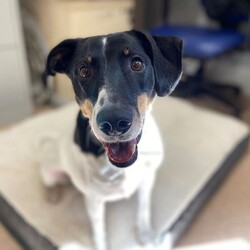 Jasper/Terrier (Jack Russell)/Male/5 - 7 years,Sweet boy Jasper is a very intelligent boy who loves his toys and learning new tricks! He is looking for a home with an experienced family who have had rescue dogs or similar breeds before. Jasper requires his own direct access, secure garden with a 5ft fence as he will need to be kept on lead whilst he is in public, and wearing a muzzle when he is in stressful situations, such as really busy places. Jasper is happy to walk with dog friends but would prefer to be the only pet in the home as he is quite indifferent with other dogs. Jasper is looking for a family who will always be at home with him, especially whilst he is settling in. We think he'd be able to be left for 2-3 hours once he has settled in, as long as this is built up gradually. He can also live with children aged 16 years and over.