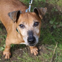 Patsy/Terrier (Jack Russell)/Female/8 + years,Patsy is a 11 year old (approximately) Jack Russell who is as cute as a button! She loves going for adventures and meeting people as well as playing with her toys! Patsy is looking for an experienced family who are able to have someone at home with her at all times, as she's been unhappy when left home alone previously. However, we do recommend building this time period up gradually. We have limited information about Patsy living in a home but we do know that she isn't fully house-trained. She would therefore need direct access to a secure garden of her own, with a 5ft fence.