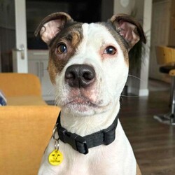 Adopt a dog:Buddy/Terrier (Staffordshire Bull) Cross/Male/2 - 5 years,Beautiful Buddy is on the search for a patient family who can help build his confidence in the World. He be nervous when being handled by new people and therefore needs adopters who will take things at his own pace. He would like a private and secure garden that he can enjoy as a familiar outside space. Buddy can live with primary school aged children if they are comfortable around dogs. Buddy is suitable to live with most other dogs in the home. He also could live with a cat and small furries in the home.