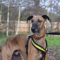 Adopt a dog:Rocky/Lurcher Cross/Male/5 - 7 years,Rocky is super people orientated and would adore being around people for most of the time in his forever home. Once settled, he could be left for a couple of hours- but this will need to be built up to slowly. Rocky has been positively muzzle trained and he wears it really confidently when out and about. Children in the home need to be over the age of 14. Although Rocky would like to be the only pet in the home, he could have walking buddies when out and about on his walks!