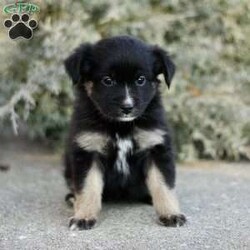 Decca/Miniature Australian Shepherd									Puppy/Female														/November 17th, 2024,Beautiful smart and energetic mini Aussie: Decca is a lovely black tricolor.  Well socialized well-loved and cared for.  Call us to see if you are a good match! We have carefully picked parents with excellent and gentle temperaments.  Call if you would also like to see our farm where we raise our mini Aussies.