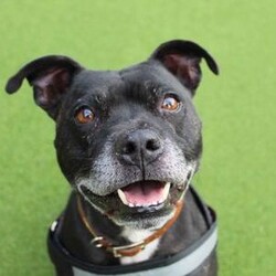 Adopt a dog:Tyson/Terrier (Staffordshire Bull)/Male/5 - 7 years,Tyson is a fun, excitable boy who loves attention and absolutely loves his toy time. He can have walking chums but will be best as an only dog in a home. If children are in the home they will need to be aged 12 and over due to his excitable behaviour around toys. Any time spent alone will need to be built up gradually and adopters will be asked to visit Tyson at the centre a few times before heading home.