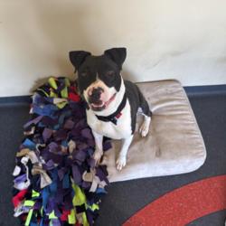 Adopt a dog:Layla/Staffordshire Bull Terrier/Female/1 Year 4 Months,Hey there! My name is Layla, it's lovely to meet you! I am a friendly and excitable one-year-old Staffy with a playful spirit! I love to chase toys and enjoy being active, making me a great companion for someone who can match my energy. With my sweet personality and enthusiasm, I am sure to bring joy to my new home. I would thrive in a loving home with dog savvy children. While I'm mostly well-behaved, I can be a little jumpy and snatchy with treats. I would do best with kids who understand how to interact with dogs and can help me feel comfortable. I prefer to be the only dog in the household. I'm not really fond of other dogs and have shown signs of discomfort when meeting them around shelter. I prefer to keep my distance and not interact. A home where I can be the center of attention would suit me best. As a young dog, I am still learning the ropes and would benefit from ongoing training. I'm eager to learn and would love a family that can dedicate time to teaching me basic life skills. A positive reinforcement approach will help me thrive and develop into a well-rounded companion.