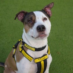 Adopt a dog:Buddy/Terrier (Staffordshire Bull) Cross/Male/2 - 5 years,Beautiful Buddy is on the search for a patient family who can help build his confidence in the World. He be nervous when being handled by new people and therefore needs adopters who will take things at his own pace. He would like a private and secure garden that he can enjoy as a familiar outside space. Buddy can live with primary school aged children if they are comfortable around dogs. Buddy is suitable to live with most other dogs in the home. He also could live with a cat and small furries in the home.