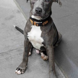 Bravo/American Staffordshire Terrier/Male/11 Months,Hi there, I'm Bravo! I'm a young Staffy, full of potential and still learning the ropes of life. I’m looking for a family who can be patient with me and understands that I’m still a bit nervous around new people. I will require a home with children 12 years plus, and ideally, they should be understanding of my need for personal space. I would love my own area where I can retreat to when I need some quiet time to recharge. I prefer passive interactions where I can approach things at my own pace whilst I gain confidence in my new home. It's really important that I meet everyone in the household before we make things official. I can still feel a little nervous around new people, so having a chance to get to know everyone will help me feel more comfortable. It’ll also be great if my new family understands when to give me space and how to communicate with me calmly. I’ve come a long way, but I’m still building confidence, so I need people who will be patient and consistent with me. Another must for me is a buddy—I'd love to go home with another dog! I’ve shown more confidence and curiosity about the world when I have a canine companion around, and it really helps me feel more secure. Plus, it’s just more fun that way! My new family will also need to be committed to ongoing training. Since I’m still young and still figuring things out, it would be amazing if they continue to work with me on building my confidence and teaching me new skills using positive reinforcement. I’m eager to learn, and with a little help, I’ll be the best companion you could ask for! Lots of love, Bravo xx -No children under 12 -Must meet all family -Must go home with another dog -Ongoing training -Indoor/outdoor access