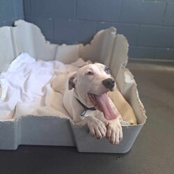 Adopt a dog:Charlotte/American Staffordshire Terrier/Female/12 Months,Hi, I’m Charlotte, I am a staffy x who is on the smaller side, and I’m looking for a loving home where I can feel safe and grow into the confident dog I know I can be. I’m a bit unsure and timid with handling, so I would do best in a home with children over 12 who can respect my need for space and learn how to interact with me gently. I’m still adjusting to new things, but with patience and understanding, I can definitely thrive. I’d love to meet all the members of your family to make sure we’re a good fit, and I’m also looking for a home with another dog to help me feel more comfortable and secure. I’ll need some ongoing training in my new home, especially to help me with socialization and building my confidence. If you’re willing to give me the time, patience, and love I need, I’ll be the loyal and loving companion you’ve been looking for! Charlotte xx Charlotte is currently enjoying a well-deserved break in foster care – If you are interested in giving this loving pet a home, please complete an expression of interest   please clicking this link