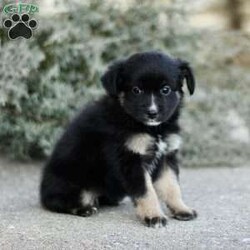 Decca/Miniature Australian Shepherd									Puppy/Female														/November 17th, 2024,Beautiful smart and energetic mini Aussie: Decca is a lovely black tricolor.  Well socialized well-loved and cared for.  Call us to see if you are a good match! We have carefully picked parents with excellent and gentle temperaments.  Call if you would also like to see our farm where we raise our mini Aussies.
