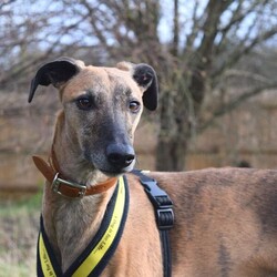 Adopt a dog:Rocky/Lurcher Cross/Male/5 - 7 years,Rocky is super people orientated and would adore being around people for most of the time in his forever home. Once settled, he could be left for a couple of hours- but this will need to be built up to slowly. Rocky has been positively muzzle trained and he wears it really confidently when out and about. Children in the home need to be over the age of 14. Although Rocky would like to be the only pet in the home, he could have walking buddies when out and about on his walks!