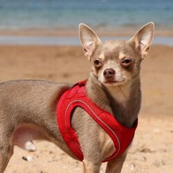 Adopt a dog:Taco/Chihuahua (Smooth Coat)/Male/2 - 5 years,Taco is 4-year-old Chihuahua. Taco may be small but has a huge personality! He will need time and space when meeting people, however once he trusts you he will happily be your best friend. Taco is looking for a quiet and calm adult only home and to be the only pet.