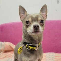 Adopt a dog:Taco/Chihuahua (Smooth Coat)/Male/2 - 5 years,Taco is 4-year-old Chihuahua. Taco may be small but has a huge personality! He will need time and space when meeting people, however once he trusts you he will happily be your best friend. Taco is looking for a quiet and calm adult only home and to be the only pet.