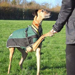 Adopt a dog:Rocky/Lurcher Cross/Male/5 - 7 years,Rocky is super people orientated and would adore being around people for most of the time in his forever home. Once settled, he could be left for a couple of hours- but this will need to be built up to slowly. Rocky has been positively muzzle trained and he wears it really confidently when out and about. Children in the home need to be over the age of 14. Although Rocky would like to be the only pet in the home, he could have walking buddies when out and about on his walks!