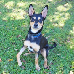 Dusty/Australian Kelpie/Male/5 Months,Hi, I'm Dusty! I'm a younger kelpie looking for an active lifestyle, I enjoy a busy day with lots of stuff to do, then a huge nap afterwards! I've had a really tough start to life, I was so sick as a young puppy and my owners could not afford to take me to the vets, so I was surrendered to the RSPCA where I had a lengthy hospital stay, but now that I'm all better and feeling great, it's time I get outta here and find my very own home! I'm looking for a family who will keep me busy, perhaps some acreage to run around on or even a farm life, I'd love to jump on the back of a Ute and explore with my new people! I'm learning all my basic skills like sit and stay, I am a huge toy fan, and I'm quite a gentle boy around people, so if you're looking for a young fun energetic boy, look no further! XX Dusty