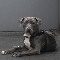 Bravo/American Staffordshire Terrier/Male/11 Months,Hi there, I'm Bravo! I'm a young Staffy, full of potential and still learning the ropes of life. I’m looking for a family who can be patient with me and understands that I’m still a bit nervous around new people. I will require a home with children 12 years plus, and ideally, they should be understanding of my need for personal space. I would love my own area where I can retreat to when I need some quiet time to recharge. I prefer passive interactions where I can approach things at my own pace whilst I gain confidence in my new home. It's really important that I meet everyone in the household before we make things official. I can still feel a little nervous around new people, so having a chance to get to know everyone will help me feel more comfortable. It’ll also be great if my new family understands when to give me space and how to communicate with me calmly. I’ve come a long way, but I’m still building confidence, so I need people who will be patient and consistent with me. Another must for me is a buddy—I'd love to go home with another dog! I’ve shown more confidence and curiosity about the world when I have a canine companion around, and it really helps me feel more secure. Plus, it’s just more fun that way! My new family will also need to be committed to ongoing training. Since I’m still young and still figuring things out, it would be amazing if they continue to work with me on building my confidence and teaching me new skills using positive reinforcement. I’m eager to learn, and with a little help, I’ll be the best companion you could ask for! Lots of love, Bravo xx -No children under 12 -Must meet all family -Must go home with another dog -Ongoing training -Indoor/outdoor access