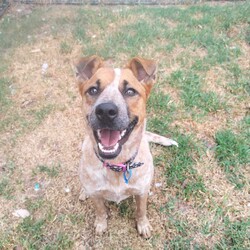 Bindi/Australian Stumpy Tail Cattle Dog/Female/9 Months,Hellooo! My name is Bindi, and I’m a young puppy. I’m an Australian Cattle Dog, and I’m really sweet, and also a bundle of energy.  I'm a lot of fun, but the truth is some of my bounciness is because I'm still learning how to be brave and calm. Sometimes I jump around when I feel a bit overwhelmed and don't know what to do with myself. I might be a little nervous sometimes, but I just want to be happy and loved! Here’s what I need: I'm having some training at our behaviour centre so you'll need to put an expression of interest here to book a meet and greet with me before coming to see me!  If you are interested in giving this wonderful pet a home, please CLICK HERE to visit our website and complete an expression of interest. All my love, Bindi xx 